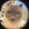 jane - @jane.moore - TikTok