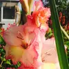 Jane Munk Ruby - @janemunkruby - TikTok