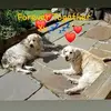 Jane Musson - @janemusson1 - TikTok