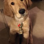 Jane Nagy - @puppypix15 - Instagram