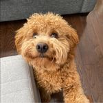 Jane Napier Munro - @janenapiermunro - Instagram