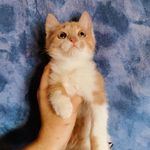 Jane Nation - @corchisolade257 - Instagram