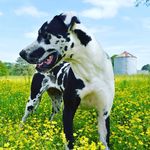 Neely Jane - @neelyjanethedane - Instagram