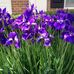 Jane Nickerson - Facebook