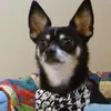 janetnickerson0 - @janetnickerson0 - TikTok