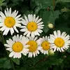 JaneokamuraO - @user3870084491491 - TikTok