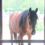 Jane Olson - @adventures.of.duke.and.sabrina - Instagram
