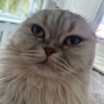 Jane O'Mara - @shabby_chic_jane_ - Instagram