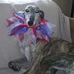 Jane Pace - @collarlady2 - Instagram