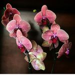 janine parent - @jane_parent - Instagram