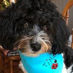 Jane Peck Miller - @freshaspaintandtinathehavanese - Instagram