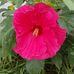 Jane Pfeffer - Facebook