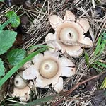 Jane Phipps - @piglets_plot_05 - Instagram