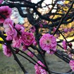 Jane Pickles - @jane_pickles - Instagram