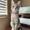 AuroraJanePickles - @aurorajanepickles - TikTok