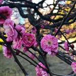 Jane Pickles - @jane_pickles - Instagram