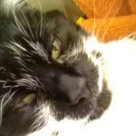 Pickles - @picklesjane - Instagram
