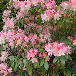 Jane Piercy Ballard - @therealnana30 - Instagram