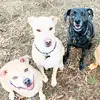 The Pierson Pups - @janet.pierson - TikTok