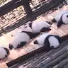 Love panda - @janepilcher - TikTok