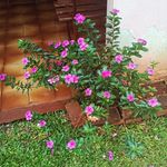 Jane pinto - @janepinto535 - Instagram