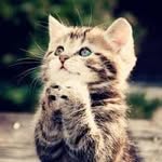 jane pless - @catsrsocute - Instagram