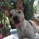 Jane Post - @rubycattledog - Instagram