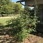Janis Poteet - @poteetjanis - Instagram