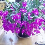 Jane Pound - @janepound1 - Instagram