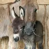 Jane Pooley - @jane.pooley - TikTok
