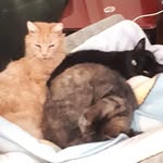 Jane Pressagh - @janepressagh - Instagram