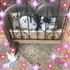 Jane Pressley - @janepressley - TikTok