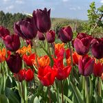 Jane Prior - @my_oxfordshire_garden - Instagram