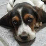 Jane Pruitt - @emma_the_basset - Instagram