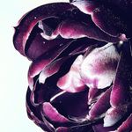 Jane Pullman - @janepullman353 - Instagram
