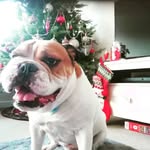 Jane Purchase - @pugbury - Instagram