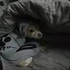 janetraper69 - @janetraper69 - TikTok