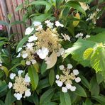 Jane Emma Ratcliffe - Facebook