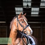 Jane Ratcliffe - @janeratcliffe_equestrian - Instagram