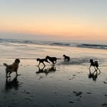 Jane Rausch - @hondenuitlaatservice_jane - Instagram