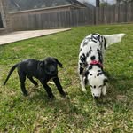 Calamity Jane & Rebel - @trainingpuppers - Instagram