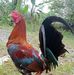 Janes Rego - Facebook