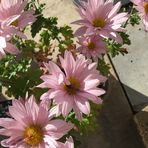 Janet Reisinger - Facebook