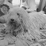 Janet Reisinger Cupolo - @calvin_the_komondor - Instagram