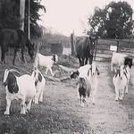 Jane Riddle Mallory - @breezy_hollar_homestead - Instagram