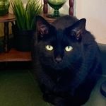 Janet Rinehart - @jbugz9 - Instagram