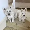 Jane Robson - @janerobson0 - TikTok