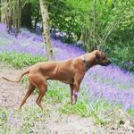 Jane Rogan - @bearboydoes - Instagram