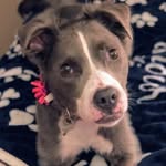 Romey Jane 🐾🌈🤍 - @romey.jane - Instagram