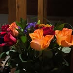 Jane Cripps - @jane.roos.50 - Instagram
